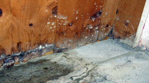 Dampness has caused mold to grow on the floor and lower wall areas.