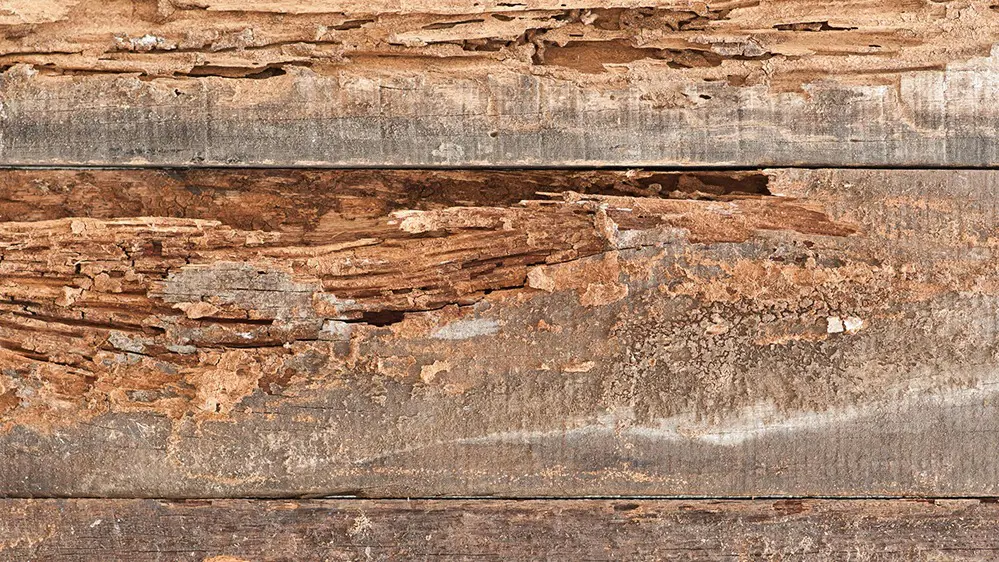 Wood Destroying Insect Report (WDIR) FAQ - May Exterminating