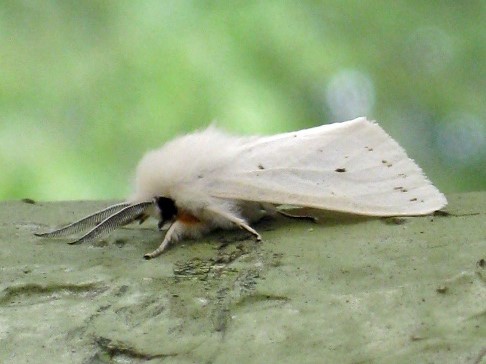 Fall Webworm Moth