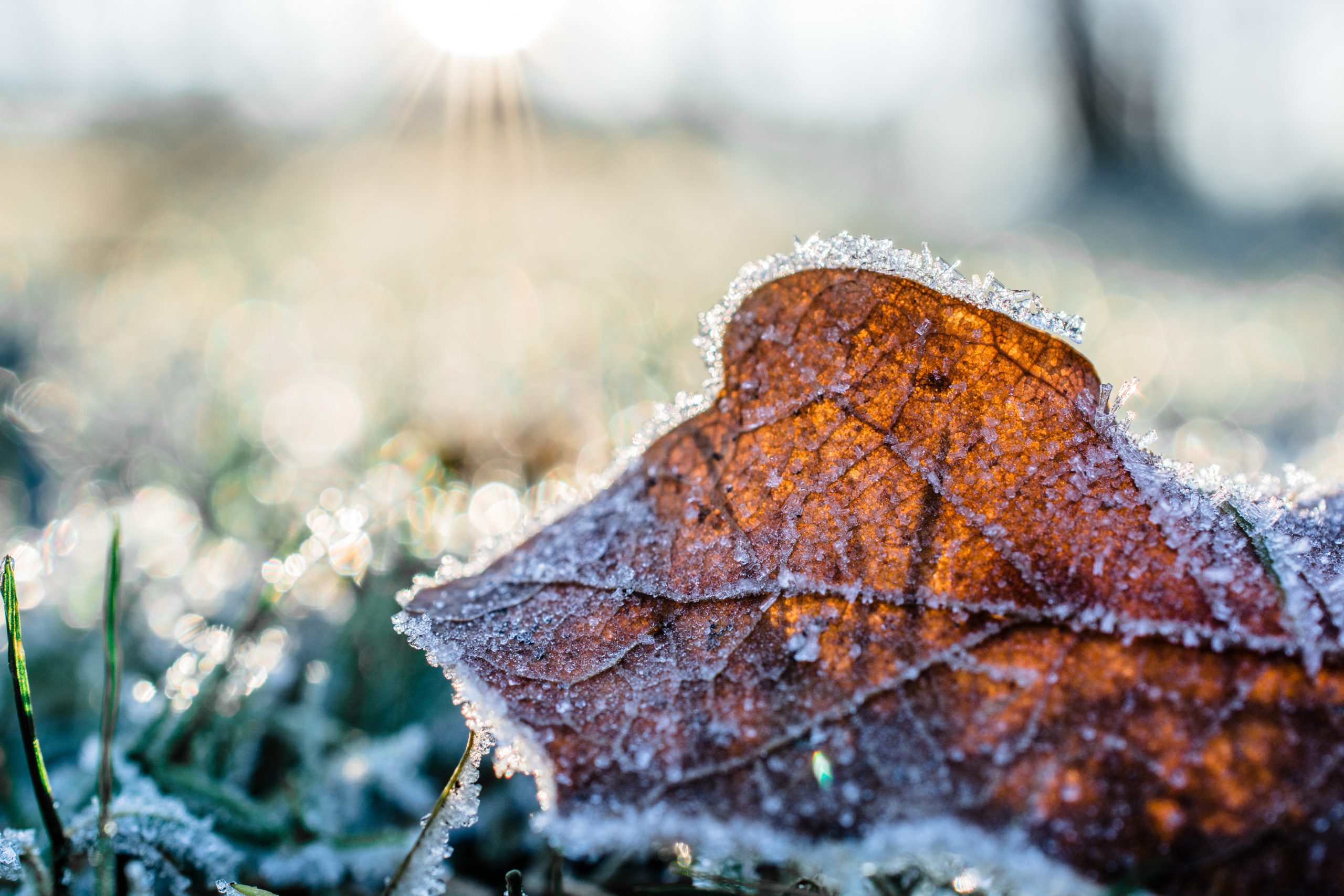 Winterize Leave How to Winterize Your Garden - May Exterminating