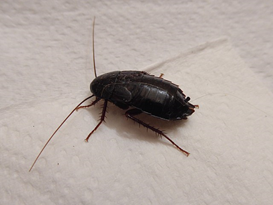 Oriental Cockroaches