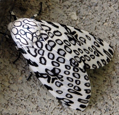 Leopard Moth