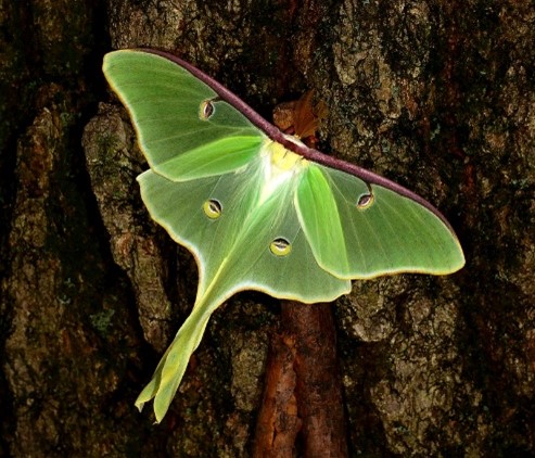 Luna Moth