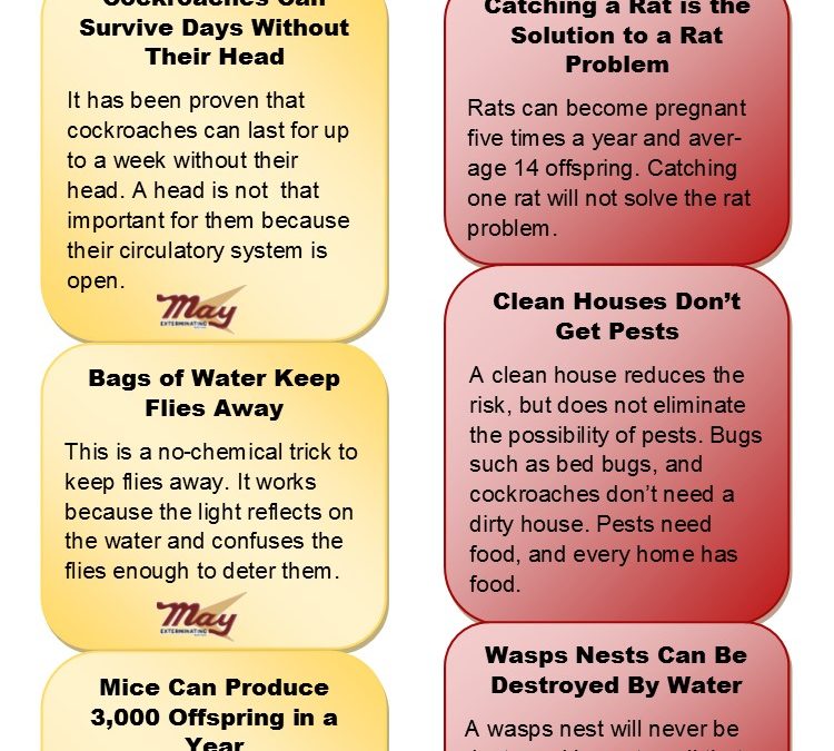 Here is a list of household pests and common myths about them. 