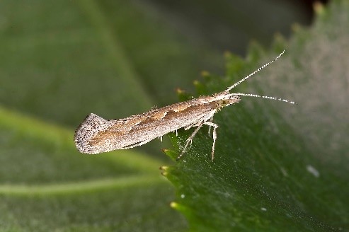 Diamondback Moth