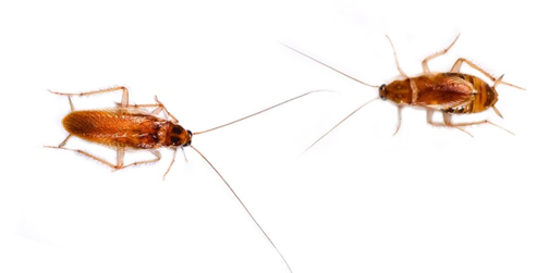 Brown-banded Cockroaches