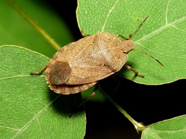 Stink bugs
