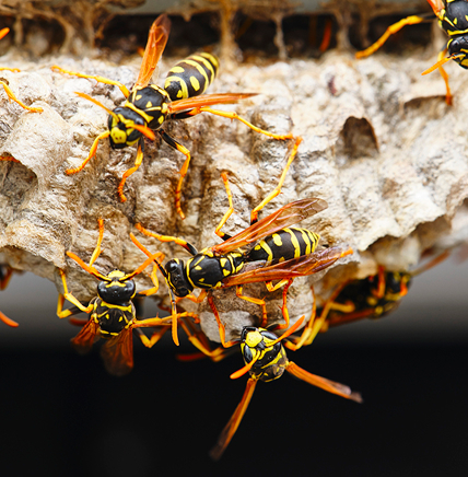 Wasps