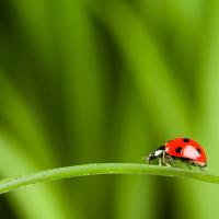 ladybug-on-leaf