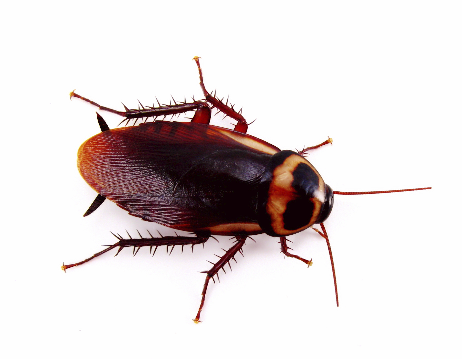 American Cockroach 5308392