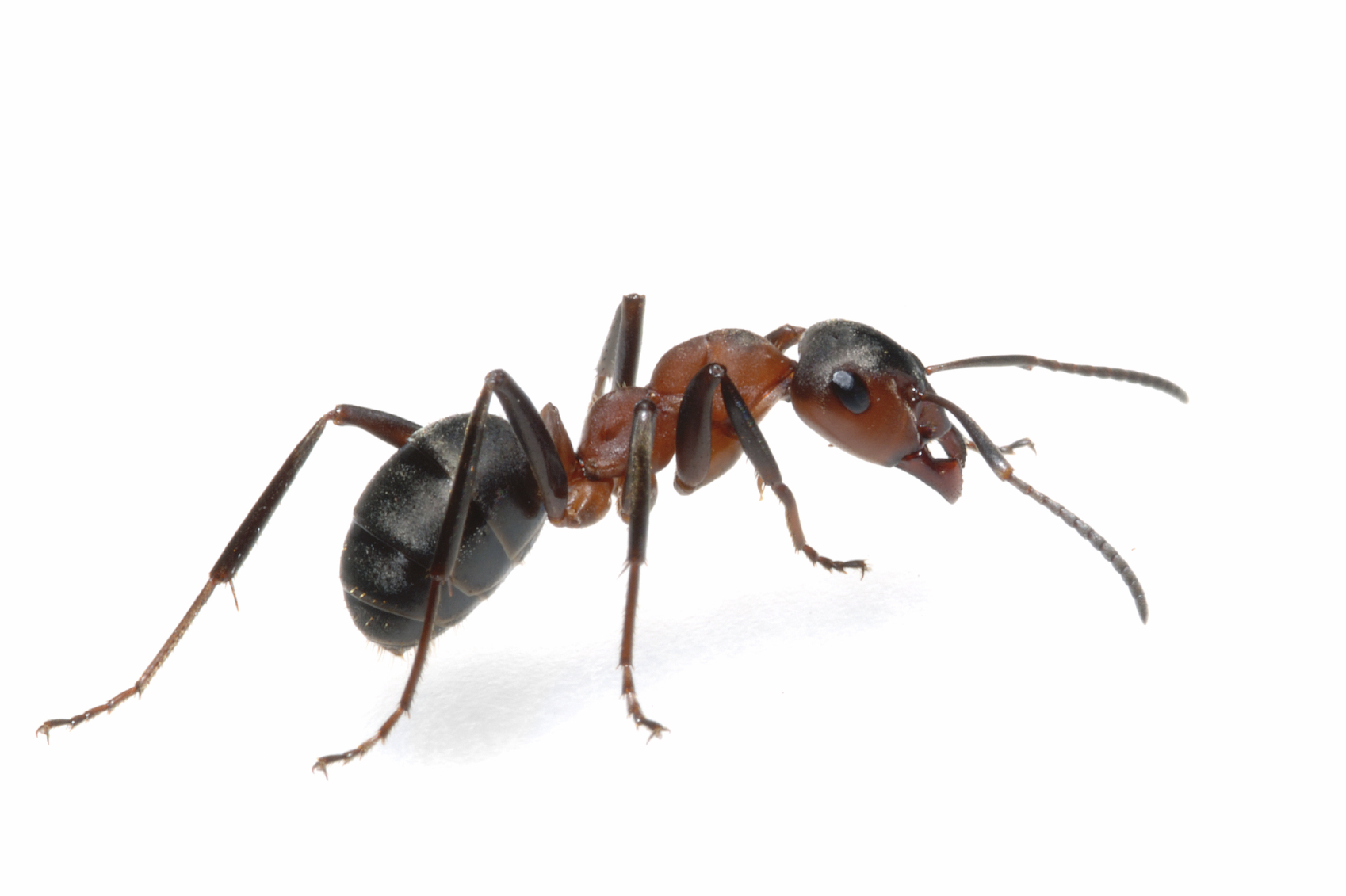 Ant 4745541 Ant 4745541