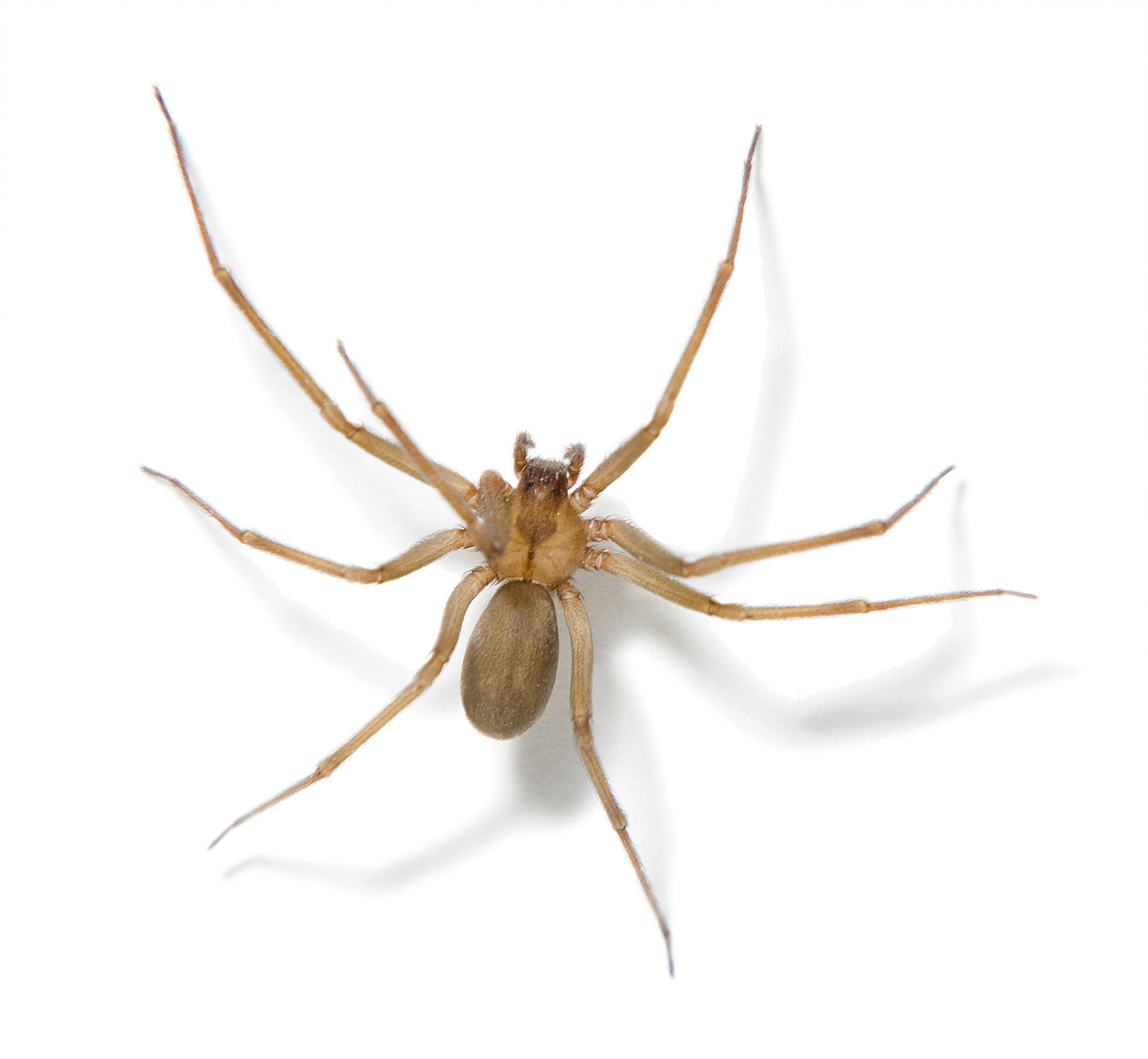 Brown Recluse 6222259