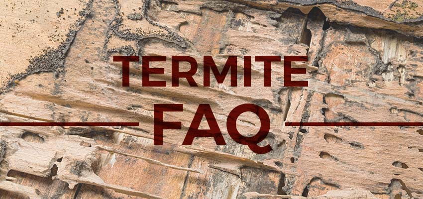 termite-faq-blog