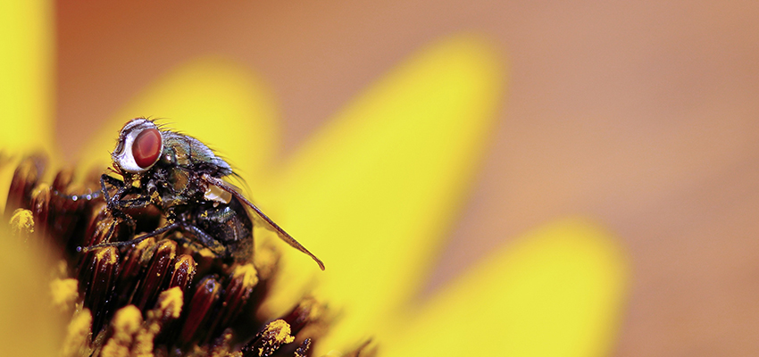 july-bees-wasps