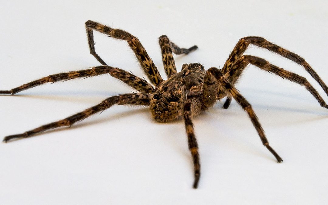 Meet the creepy Wolf Spider - May Exterminating