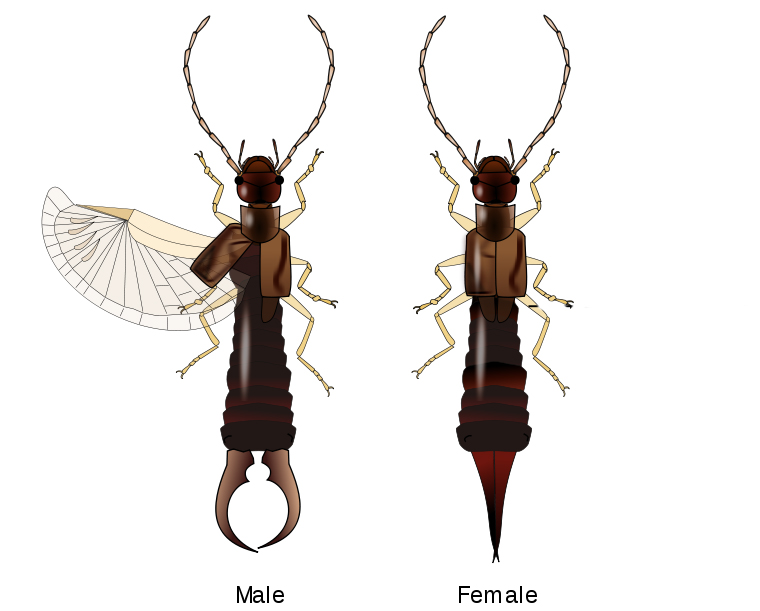 Earwig_description