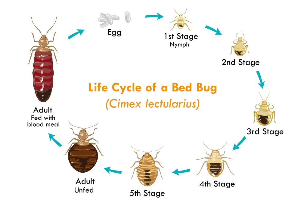 Life cycle of bed bugs