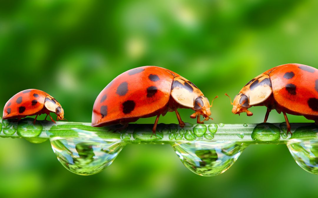 9 Surprising Facts About Ladybugs May Exterminating