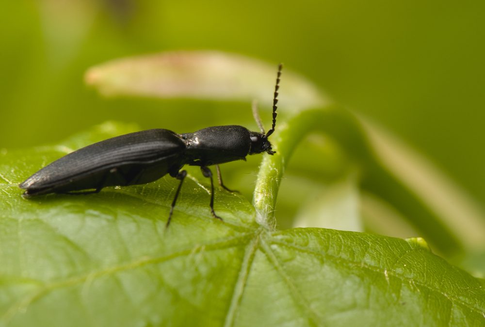 click beetle