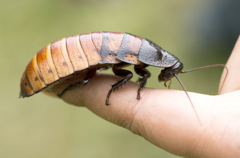 Cockroach: An insect we love to hate