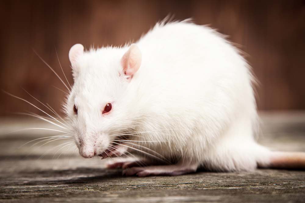 Rid attic of rodents