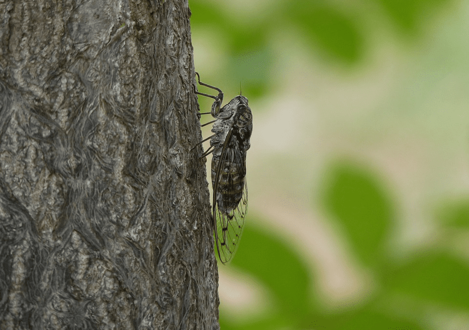 Cicada Life