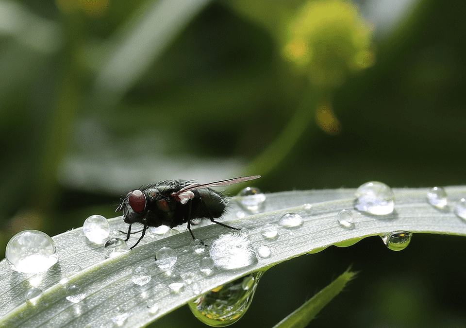 Flies out of the PIcnic