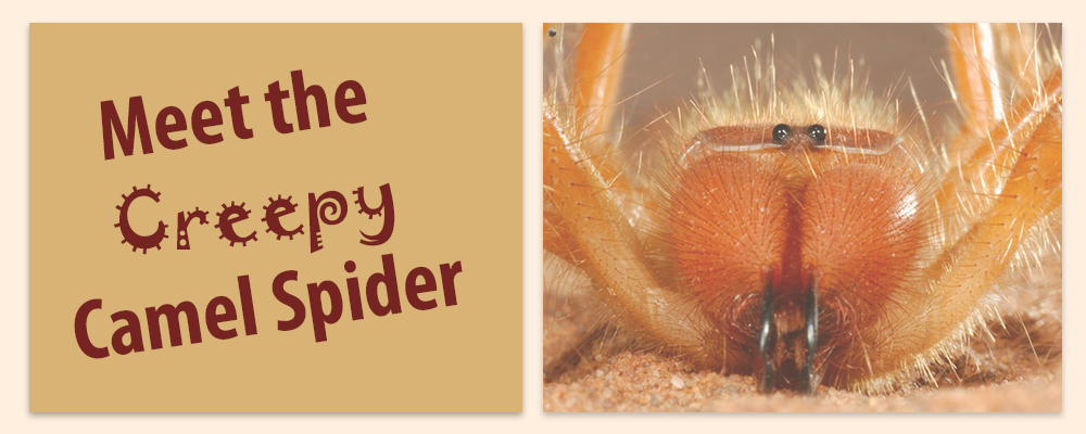 camel spider