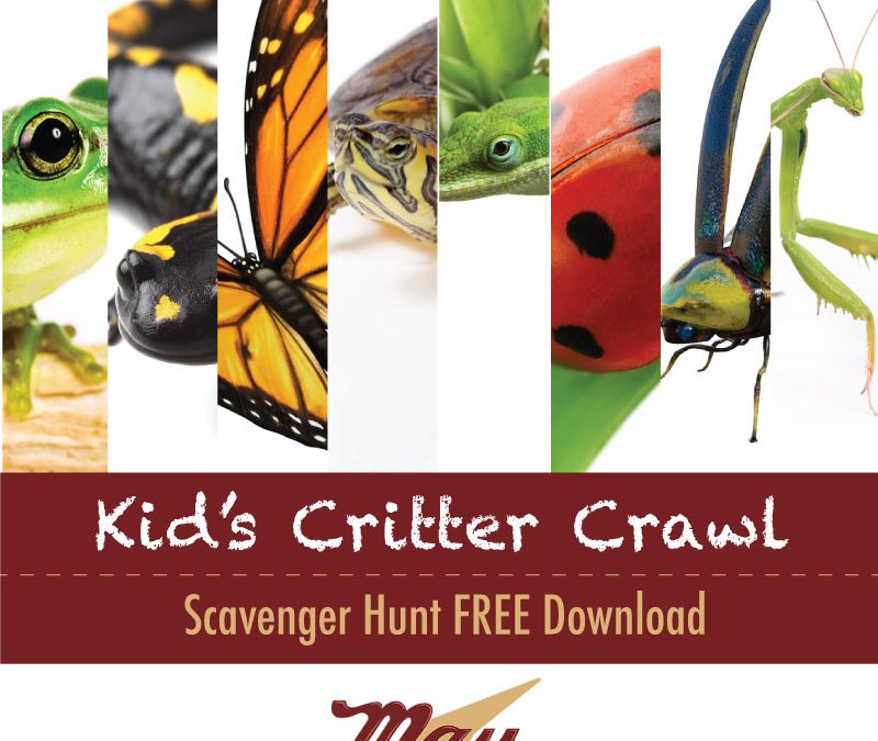 Kid's Critter Crawl