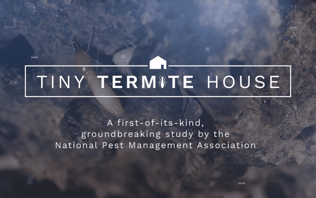 Tiny Termite House small