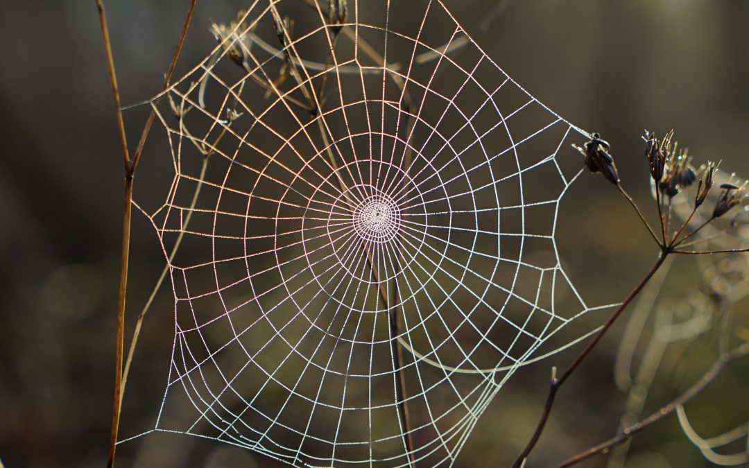 Spiderweb Cropped