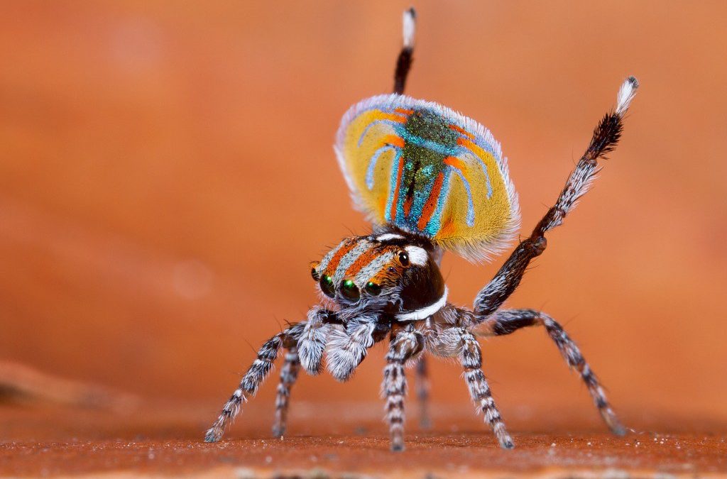 Baby Jumping Spiders See Surprisingly Well