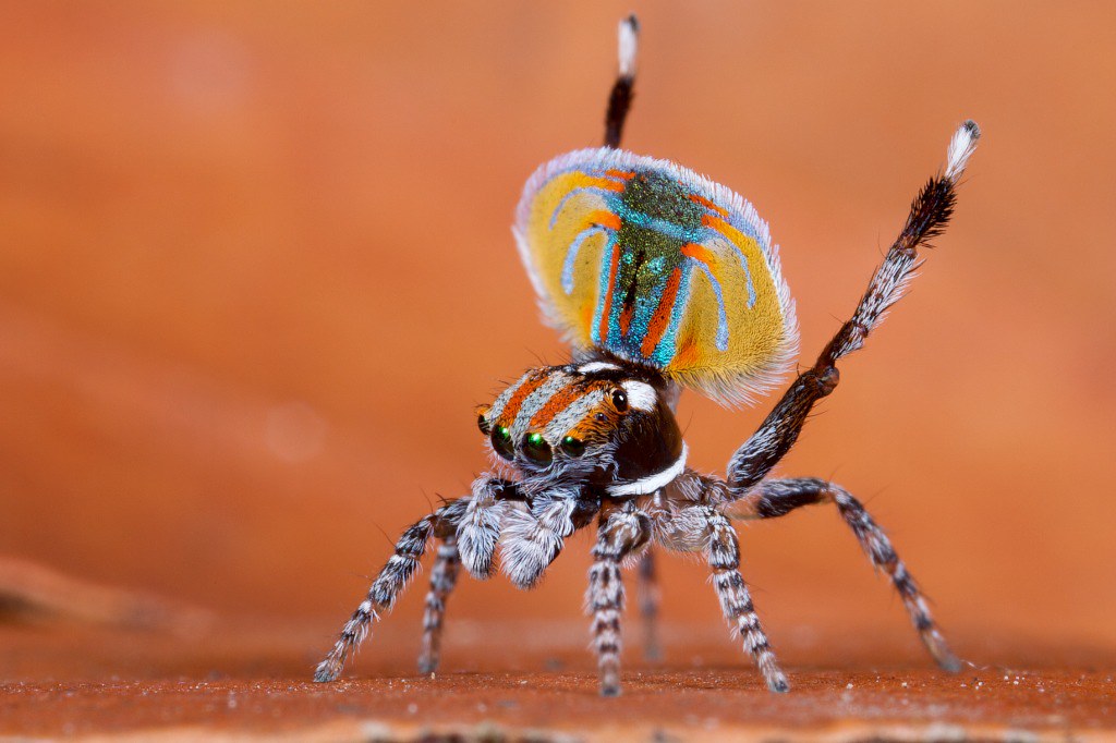 Dinner and a Show: Peacock Jumping Spider