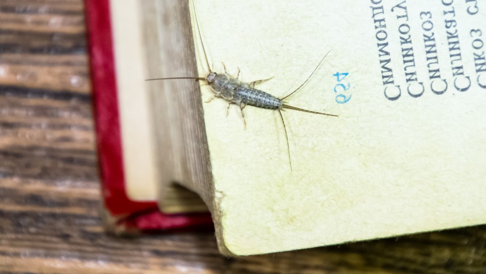 silverfish on book