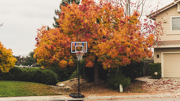 autumn tree in front of suburban home