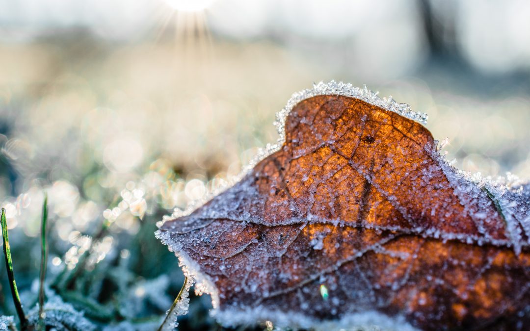 Winterizing Your Garden