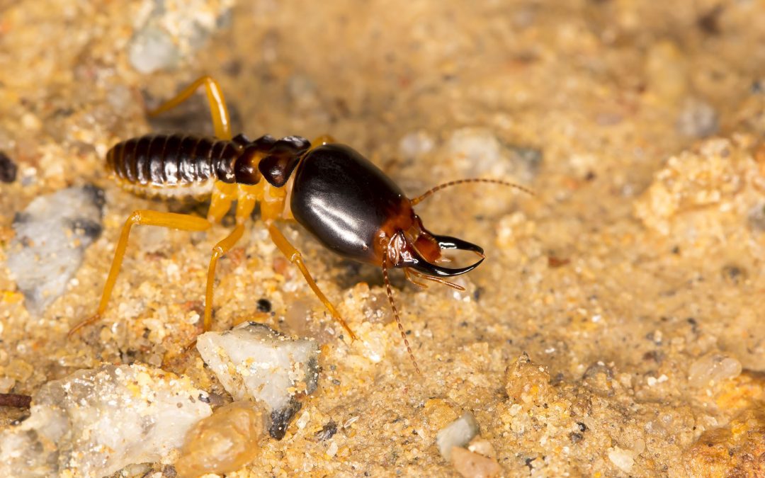 The Value of a Termite Plan