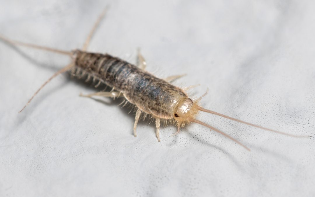 silverfish bug on wall