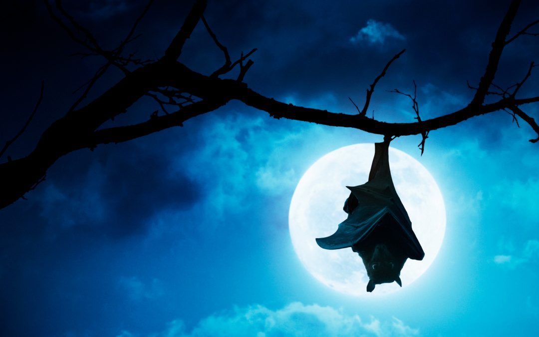 Don’t Go Batty This Halloween