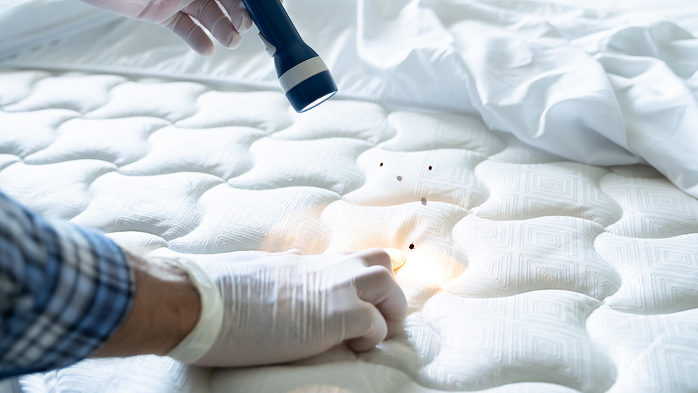 person inspecting mattress fro bed bugs