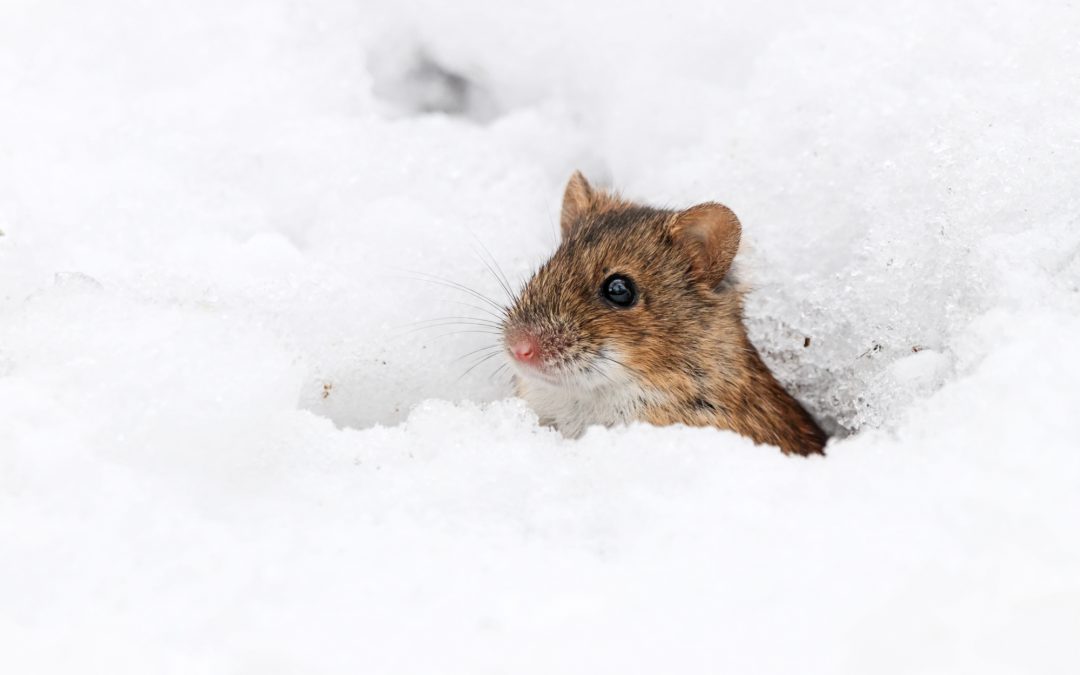 mouse in snow