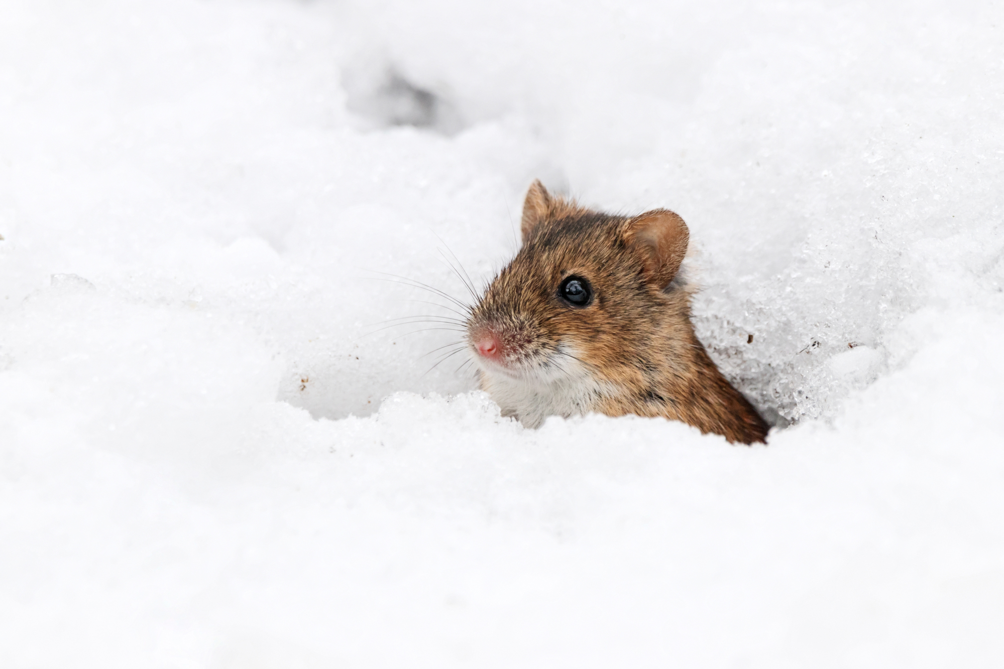 Where Do Pests Go in the Winter? - May Exterminating Where Do Pests Go in the Winter? - May Exterminating