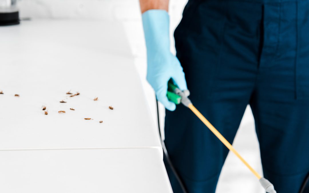 How Pest Control Keeps Homes Healthy