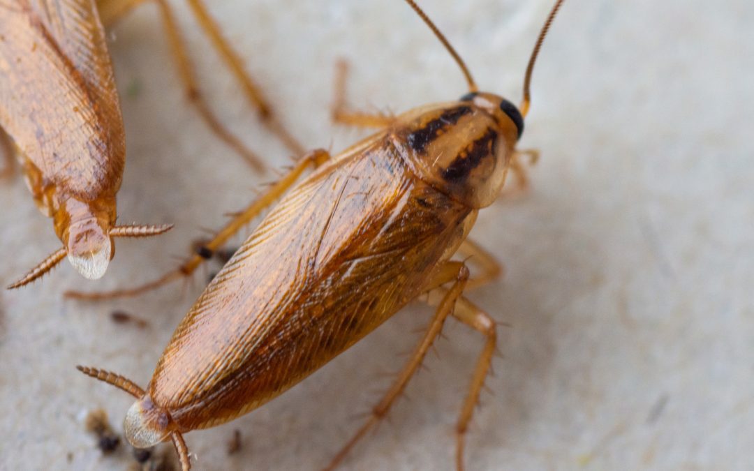 Palmetto Bugs vs. Cockroaches