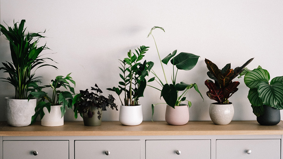 Houseplants that Help with Pest Control