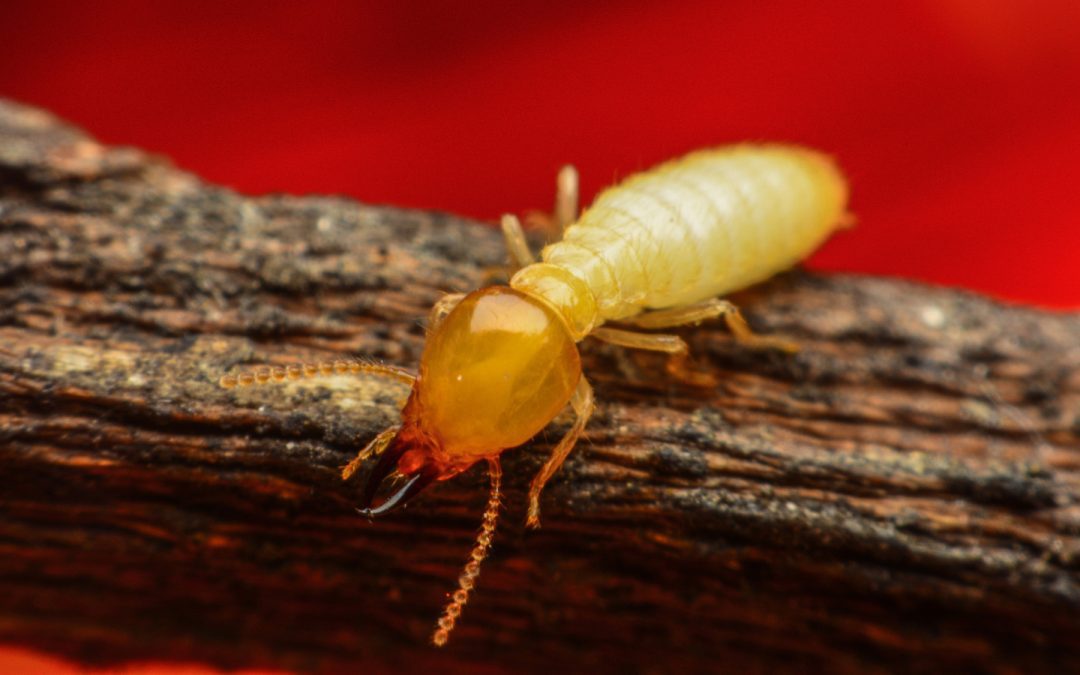 Termite Identification in North Carolina